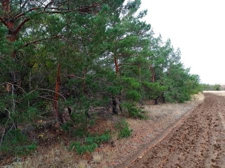 В волгоградском регионе отменен режим ограничения посещения лесов