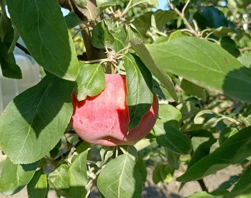 Волгоградцам рассказали, какие фрукты подходят для Яблочного Спаса