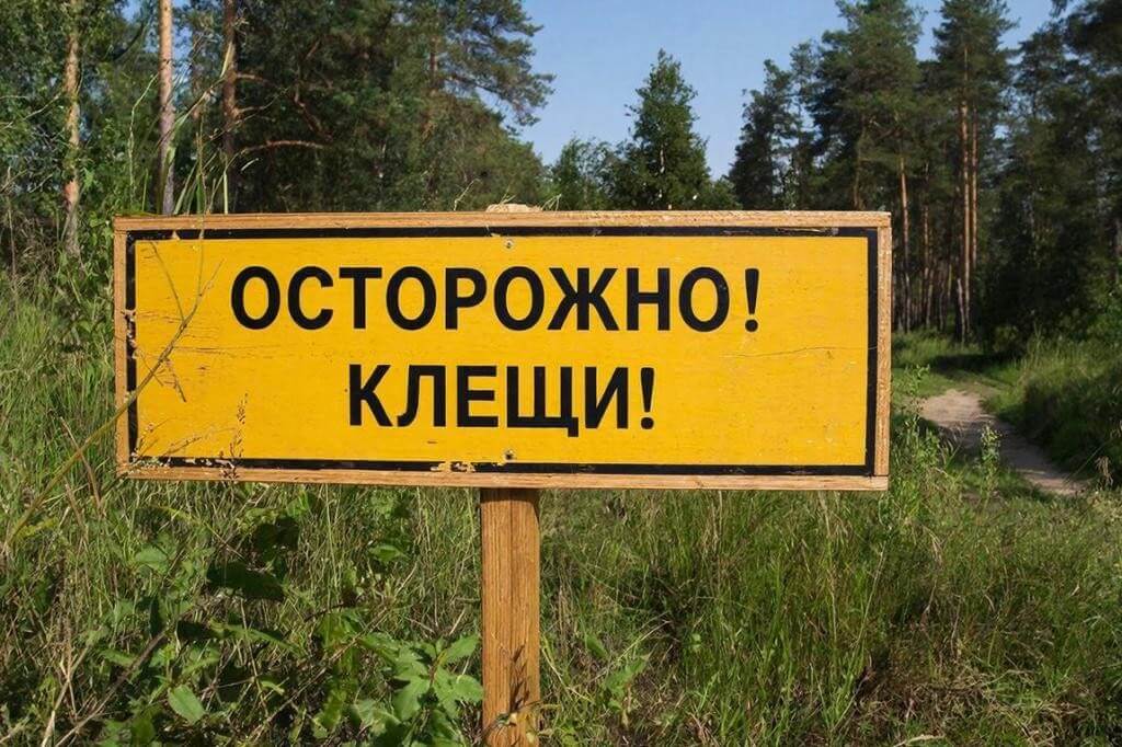 В Волгоградской области клещи заразили семерых из 1308 укушенных