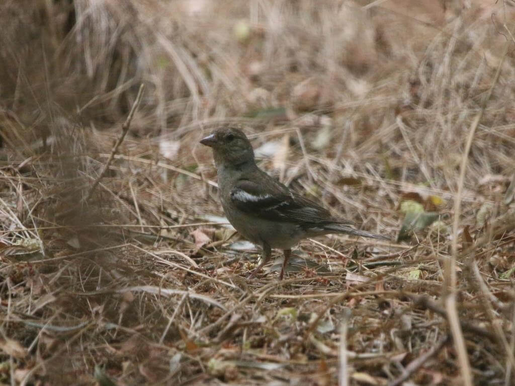 PticyTyutina4.jpg PticyTyutina4.jpg