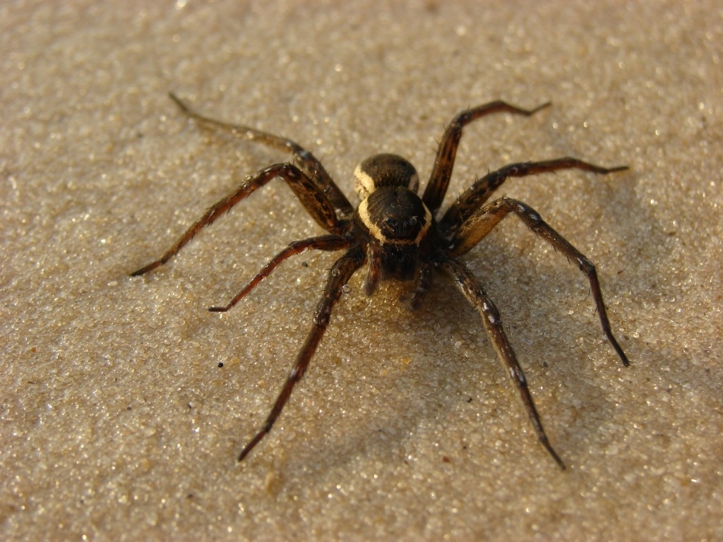 Pauk08.jpg Pauk08.jpg