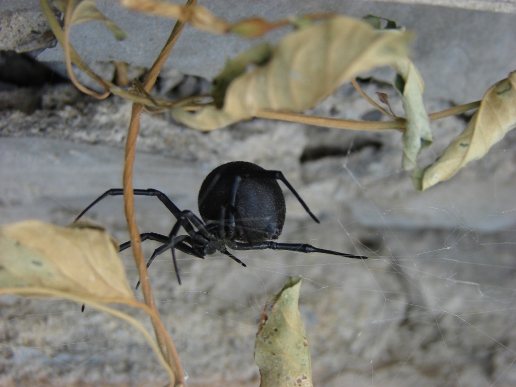 Pauk09.jpg Pauk09.jpg