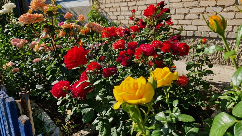 Palisadnik03.jpg Palisadnik03.jpg